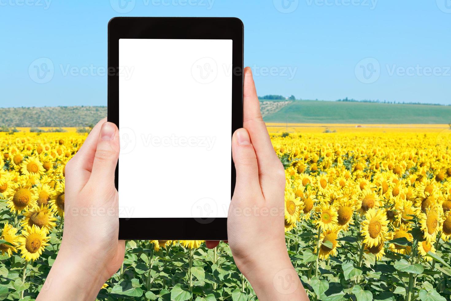 photo of sunflower fields in hill of Caucasus