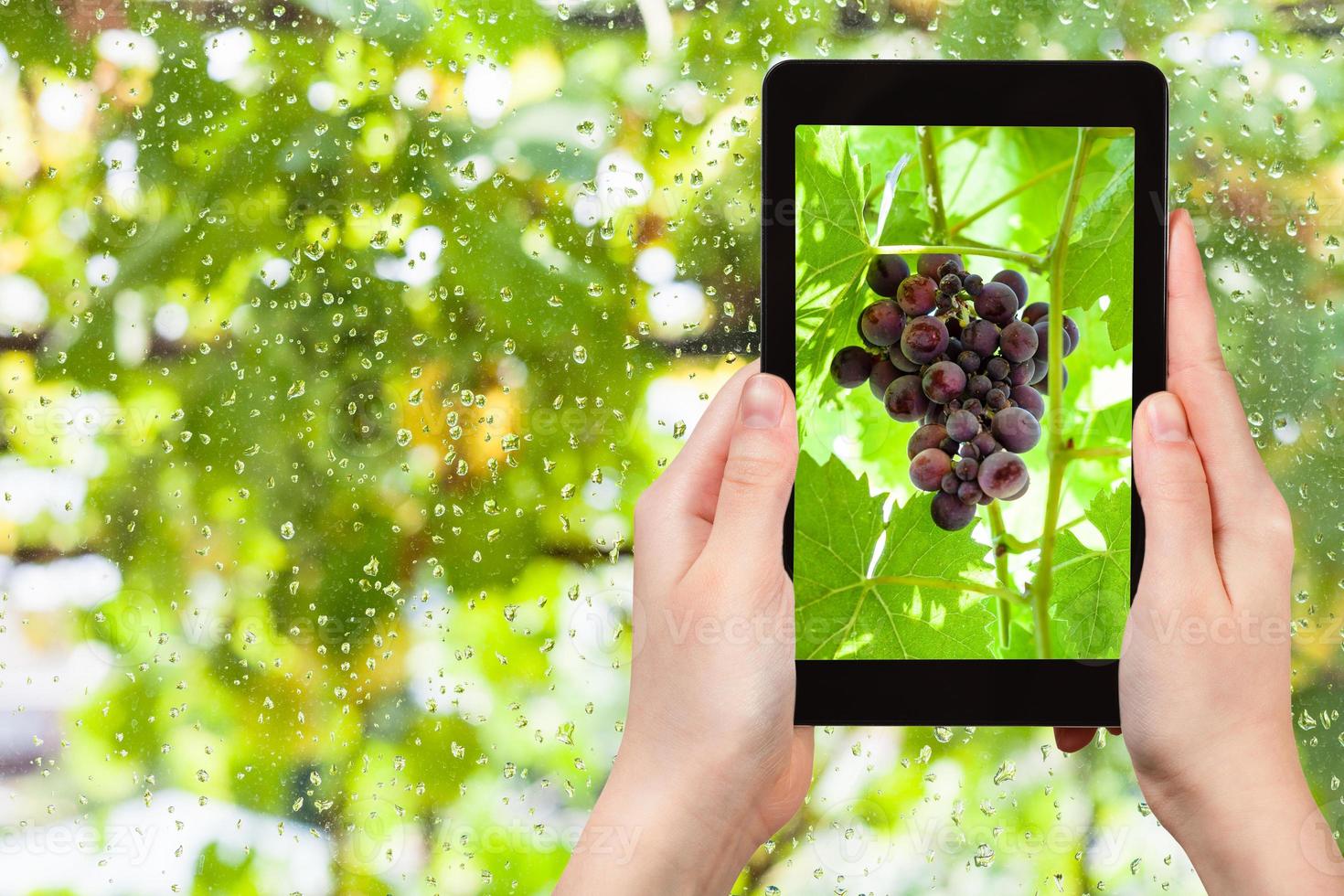 bunch of red grapes on tablet pc photo