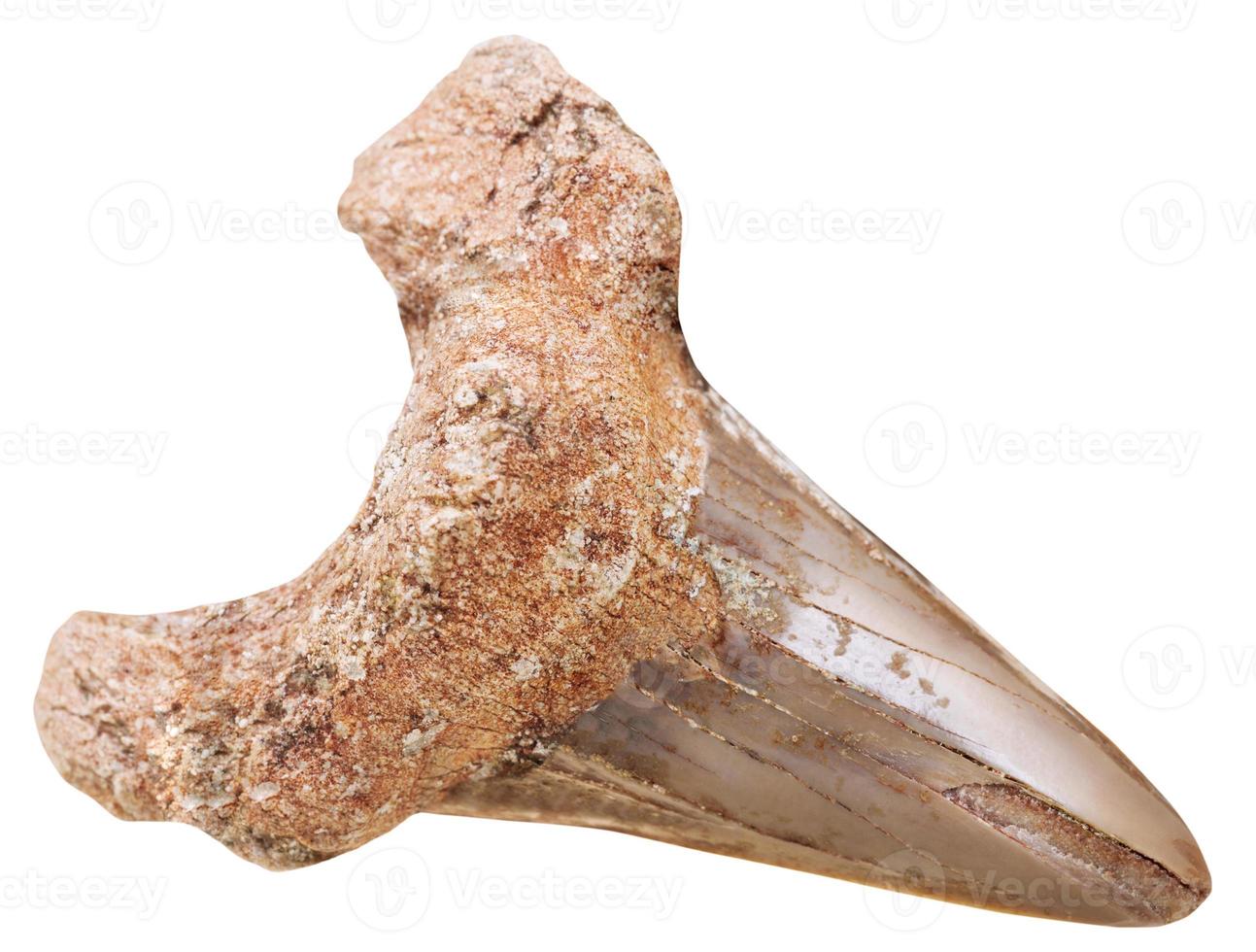 mineralized natural fossil prehistoric shark tooth photo