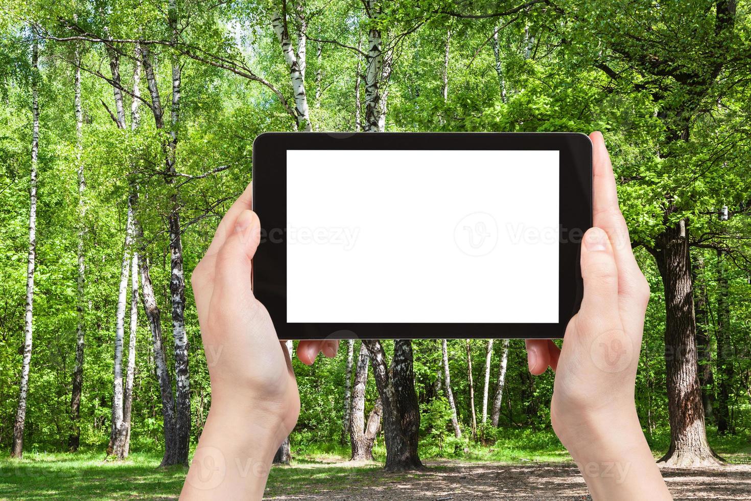 naturalist photographs oak and birches in forest photo