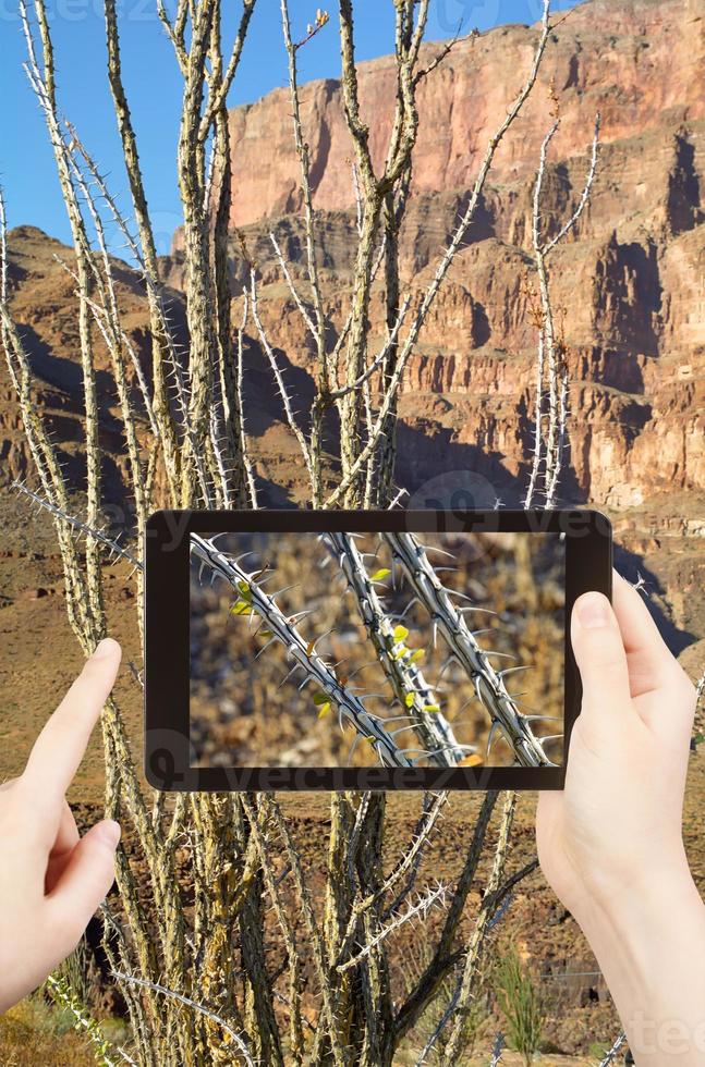 taking photo of cactus in Grand Canyon mountains