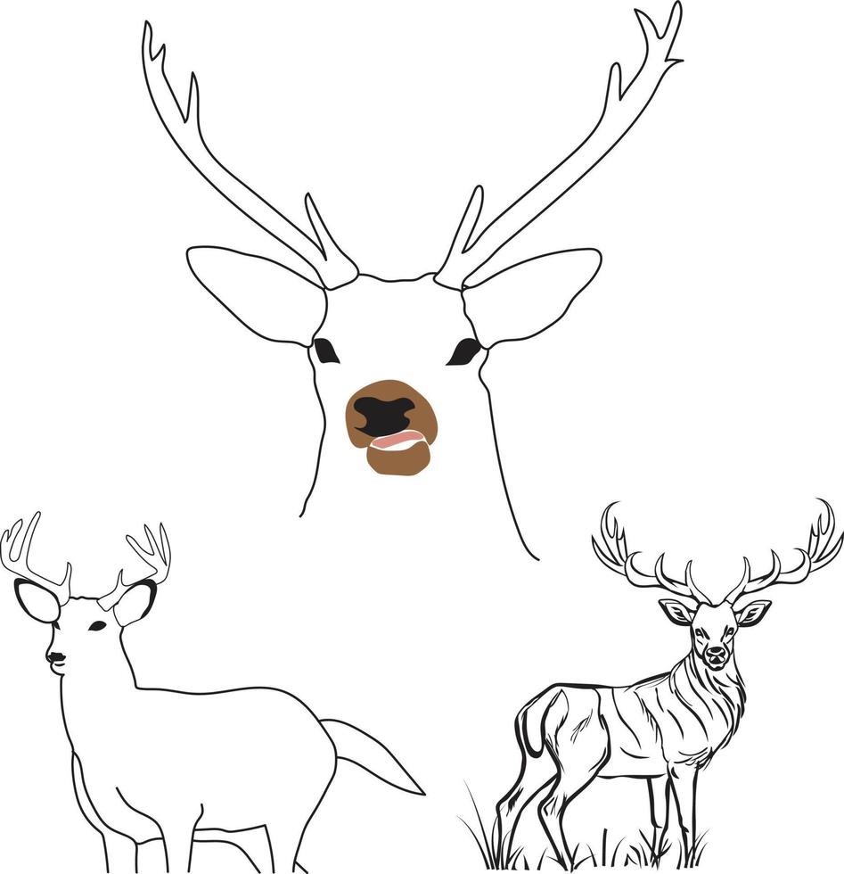 Deer vector illustration