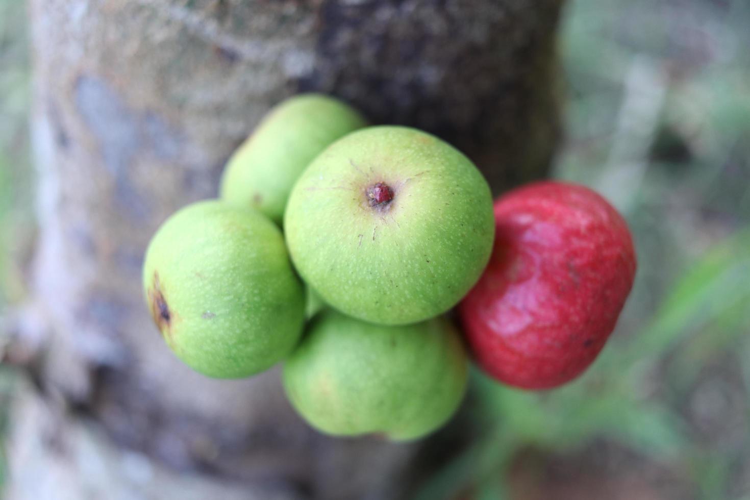los frutos rojos y verdes de la higuera de racimo están en el tronco y el fondo borroso, tailandia. otro nombre es árbol indio, goolar fig. foto