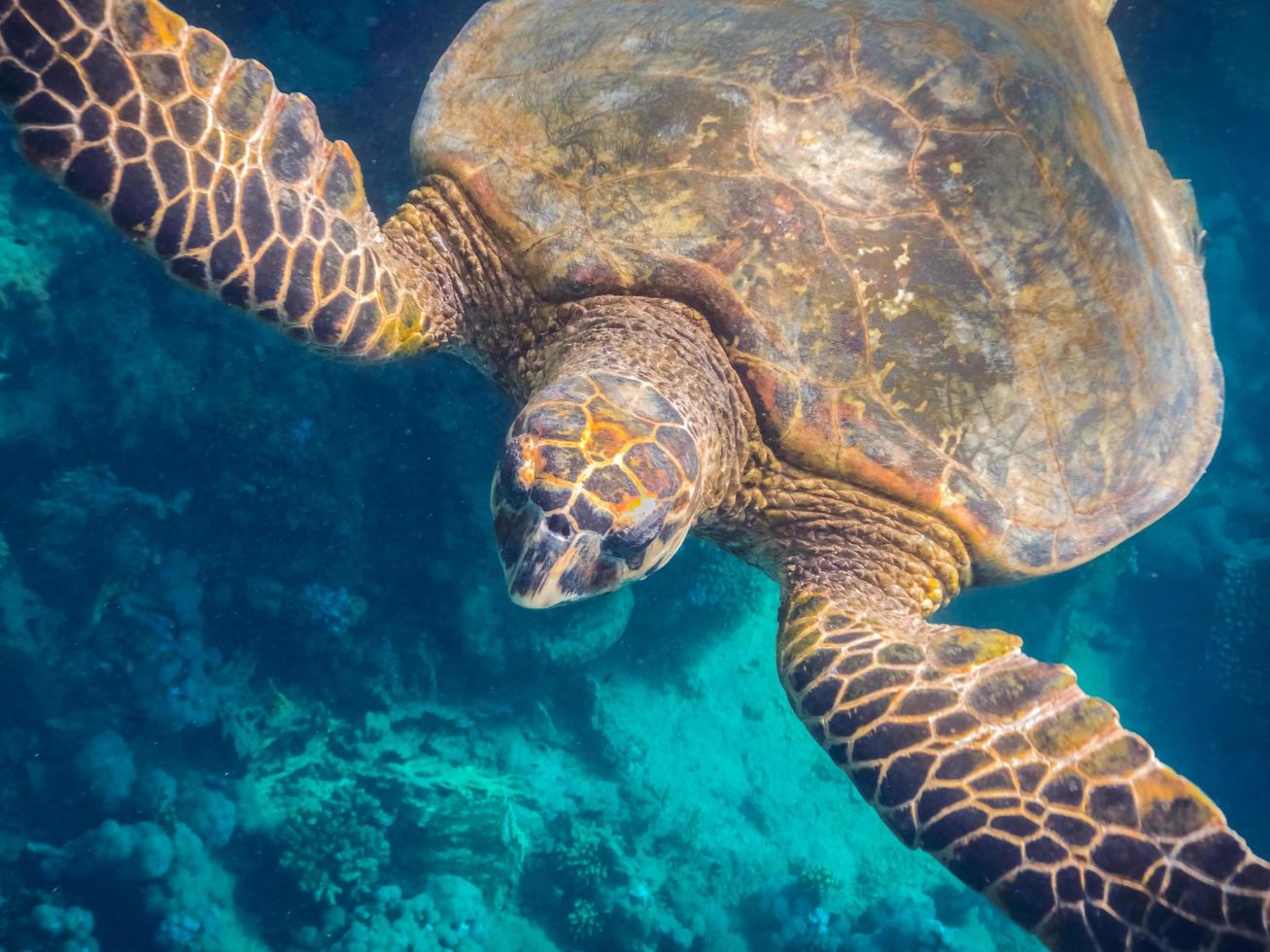 closeup view from a green sea turtle in marsa alam photo