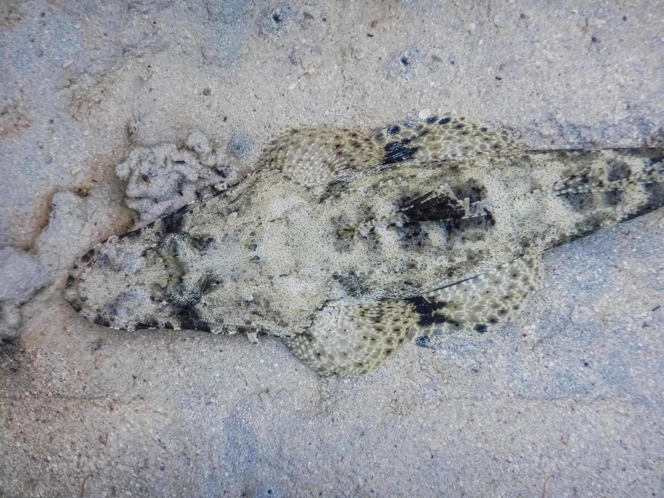 crocodile fish lying on the seabed while diving in the red sea detail photo