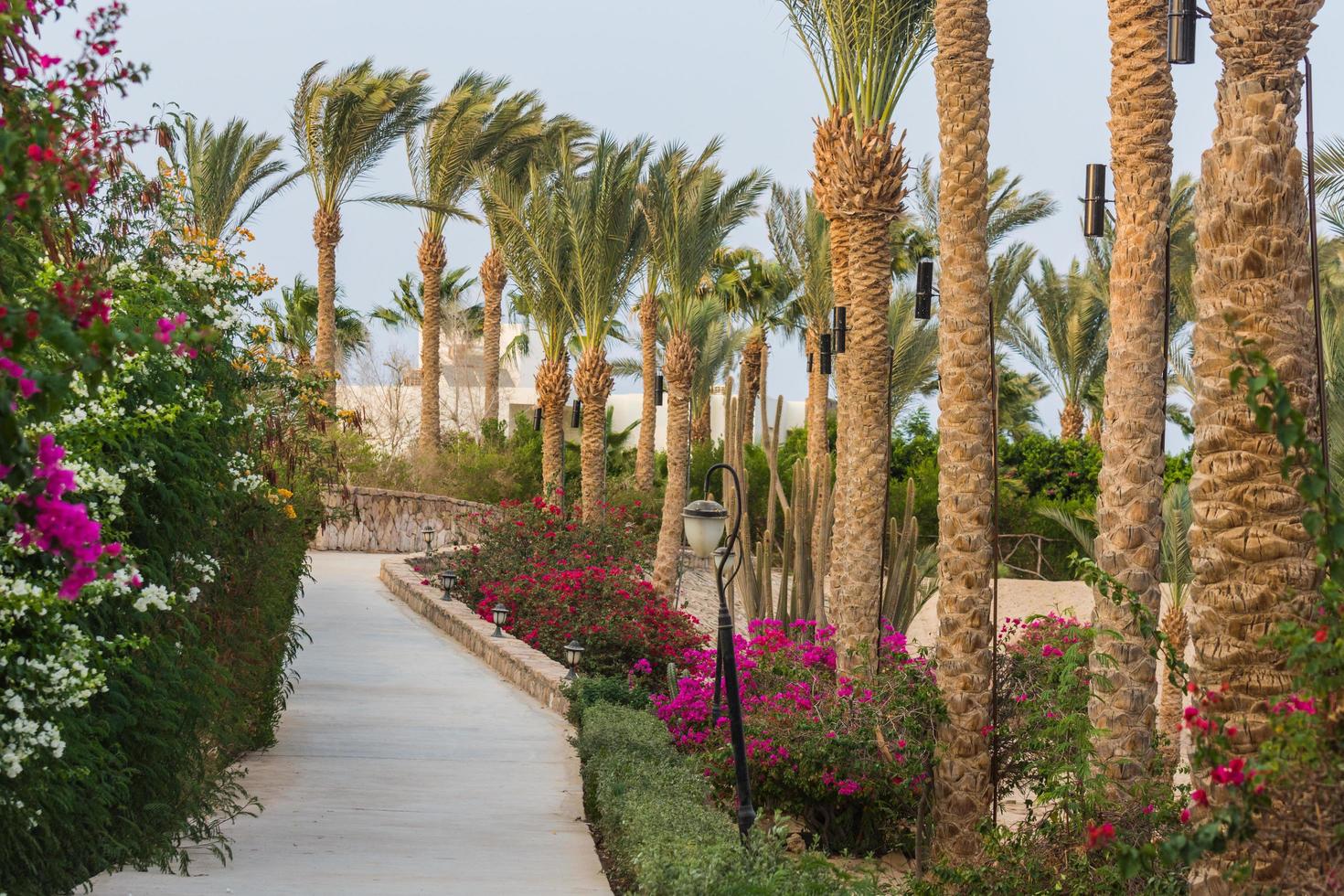 amazing paths with flowers and palm trees on vacation in marsa alam photo