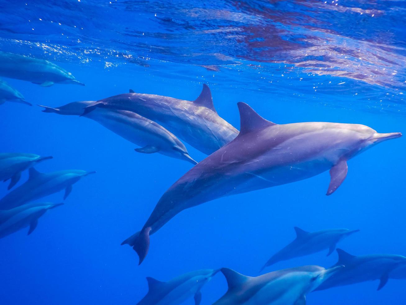 alrededor hay delfines en la superficie mientras bucea foto