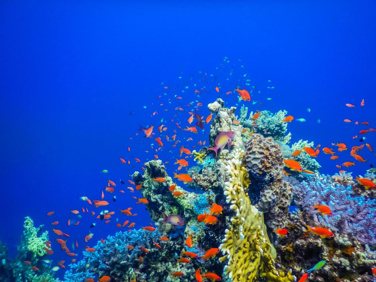 amazing colorful fishes and corals with deep blue water while diving photo