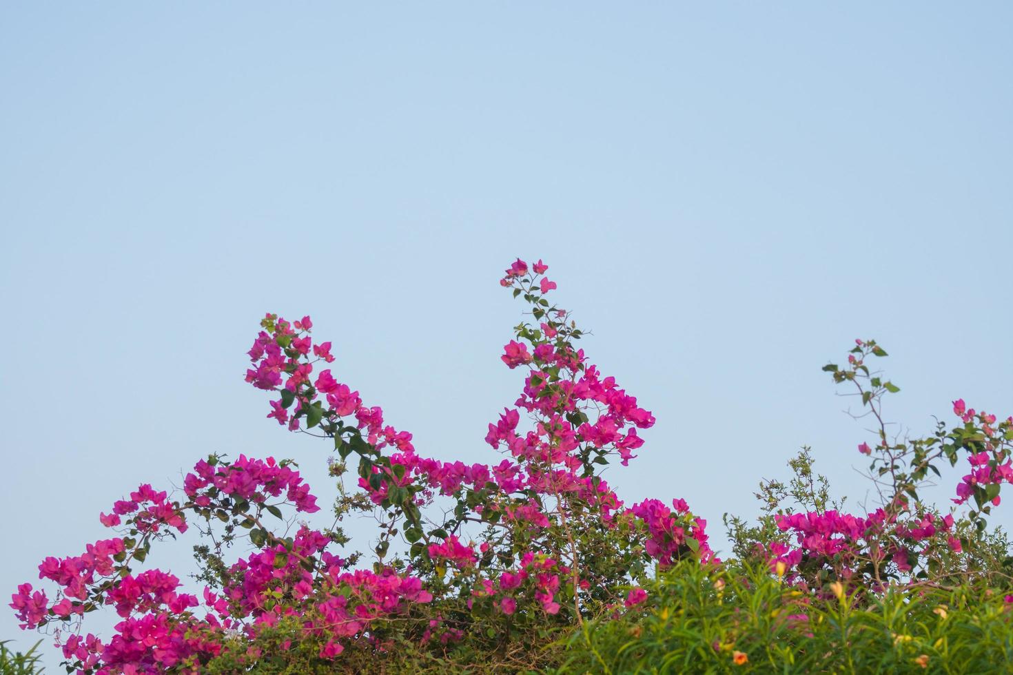 pink flowers at the beach in egypt photo
