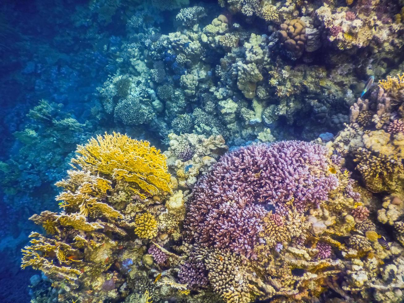 diferentes colores de los corales mientras buceas en vacaciones foto