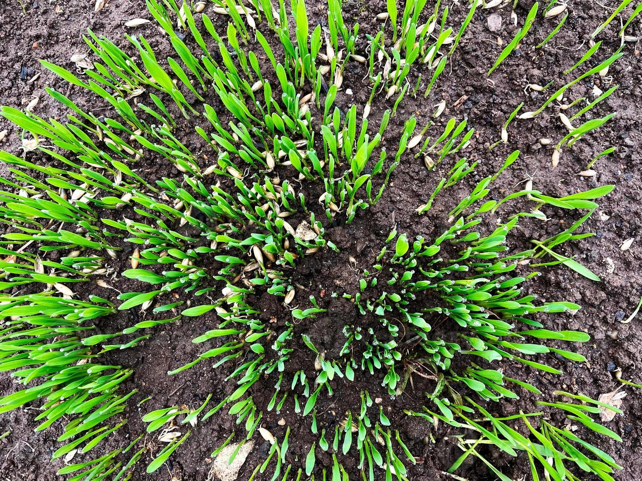 Close up top view fresh thick grass with small water drops photo