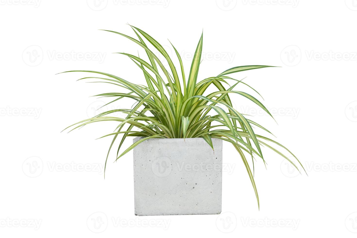 Fresh Spider Plant or Chlorophytum bichetii Karrer Backer with drops in cement pot isolated on white background included clipping path. photo