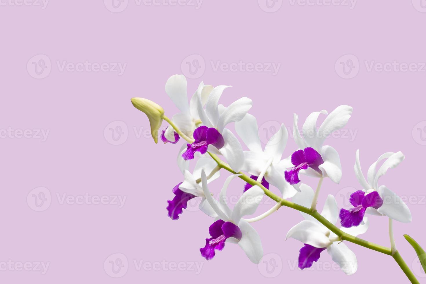 flor de ramo de orquídeas blancas y moradas aislada sobre fondo rosa.  12784151 Foto de stock en Vecteezy