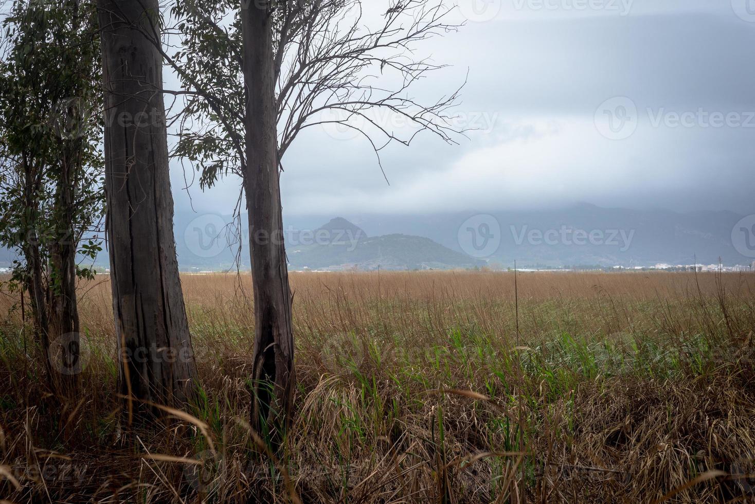 foto paisajística de la vista a la montaña debido a los árboles de los pantanos en un día nublado