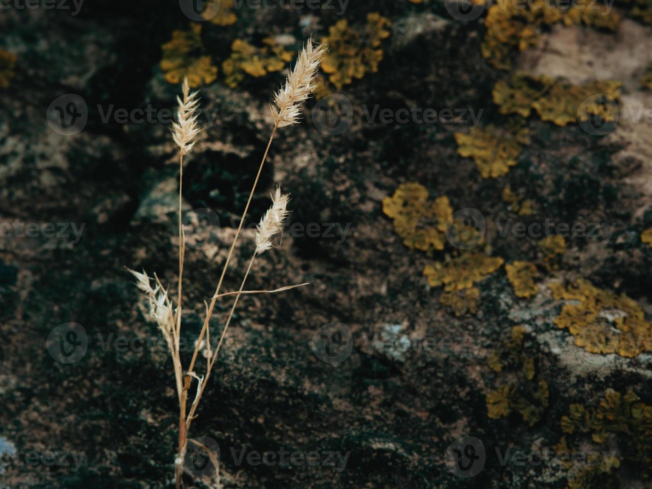 dry blades of grass on the background of stones with moss photo