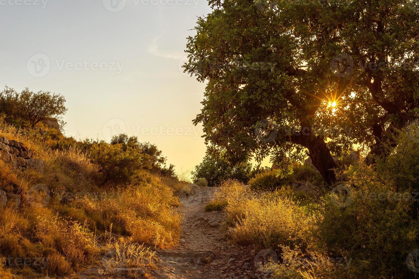 mountain path with a spreading tree on the side of the road blocking the setting sun photo
