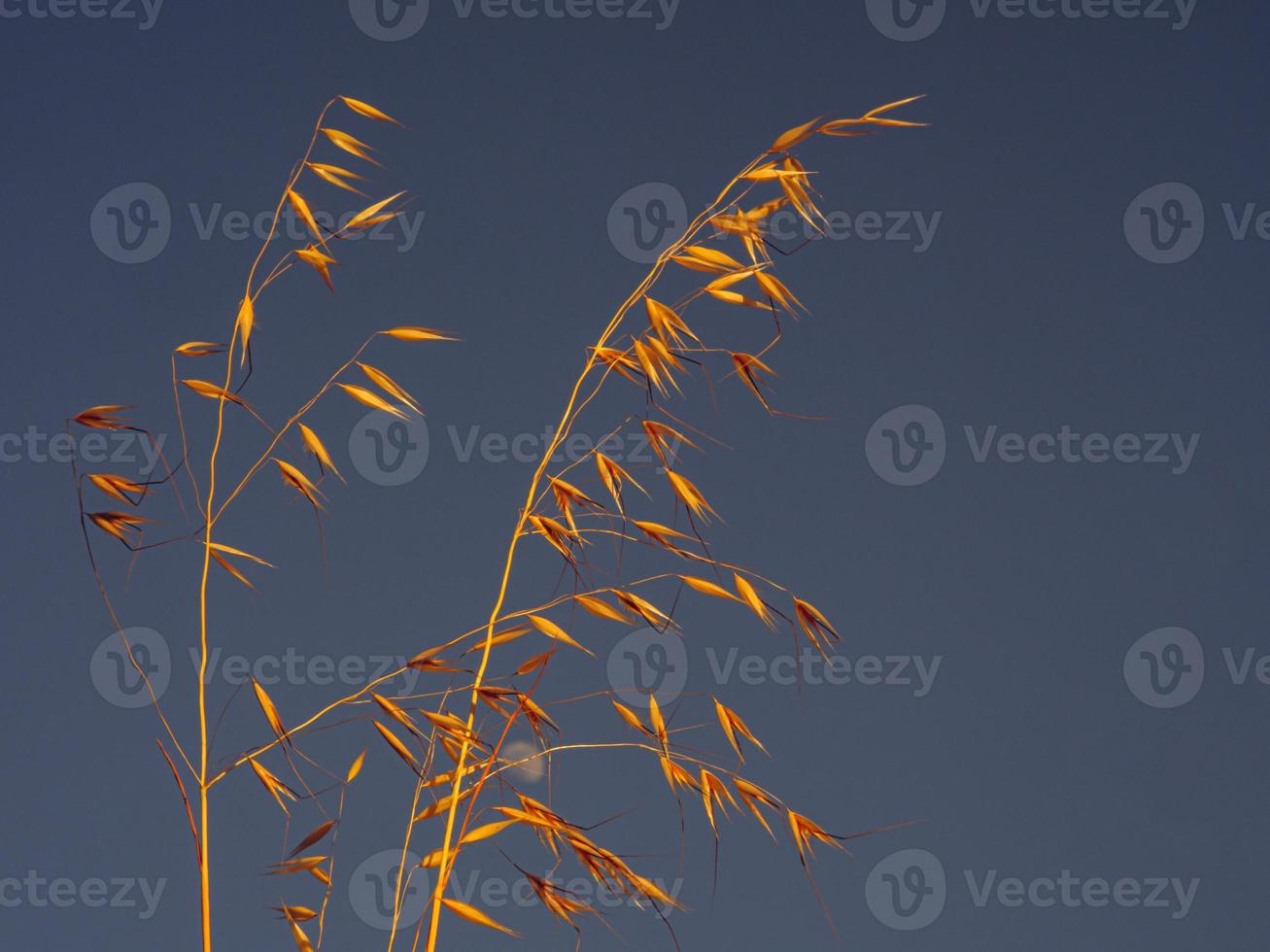 Yellow dry tops of wild oats in sunset rays against a dark blue clear sky photo