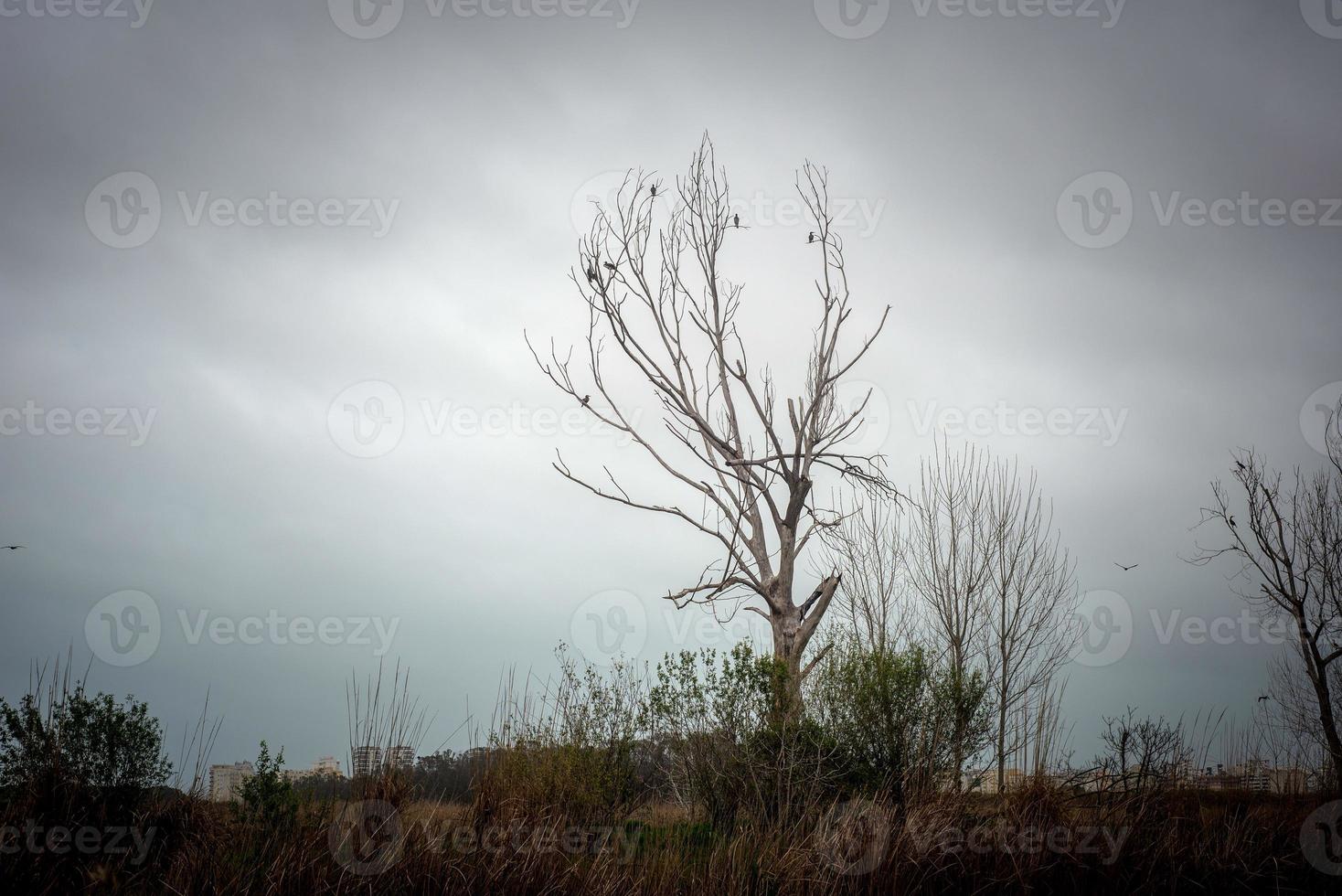 a dried tree on which large black birds sit against the background of a sky covered with hidden clouds photo