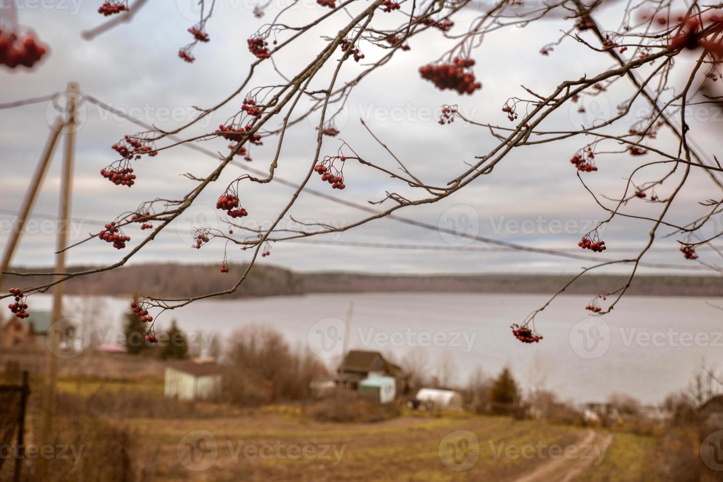 photo of autumn rowan berries on a dry branches against the backdrop of a lake and an old village house