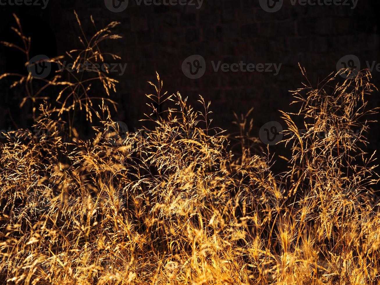 Different dry grass stems in a golden light in the evening photo