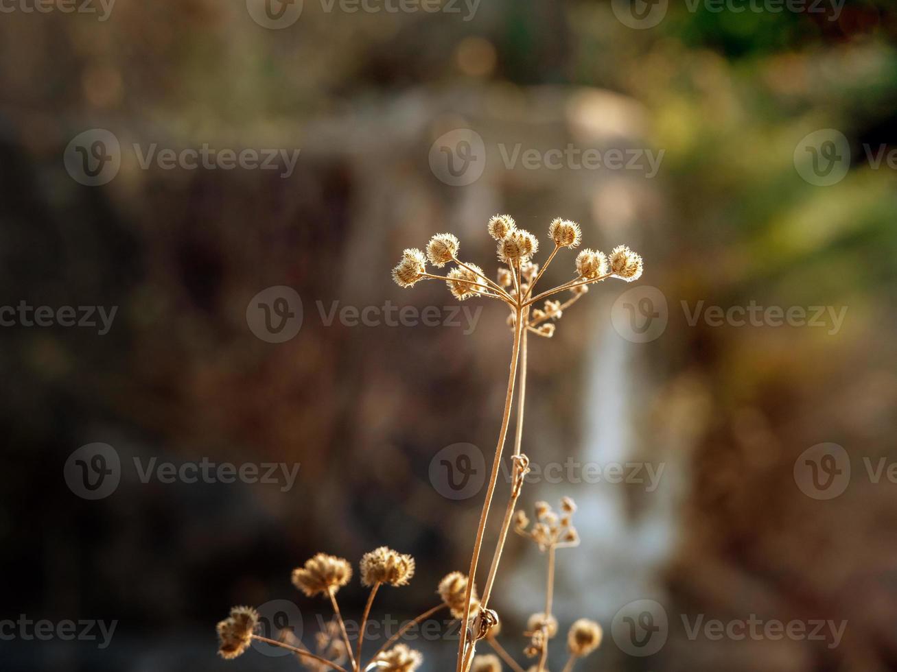 Close up photo of a dry plant in the meadow at evening