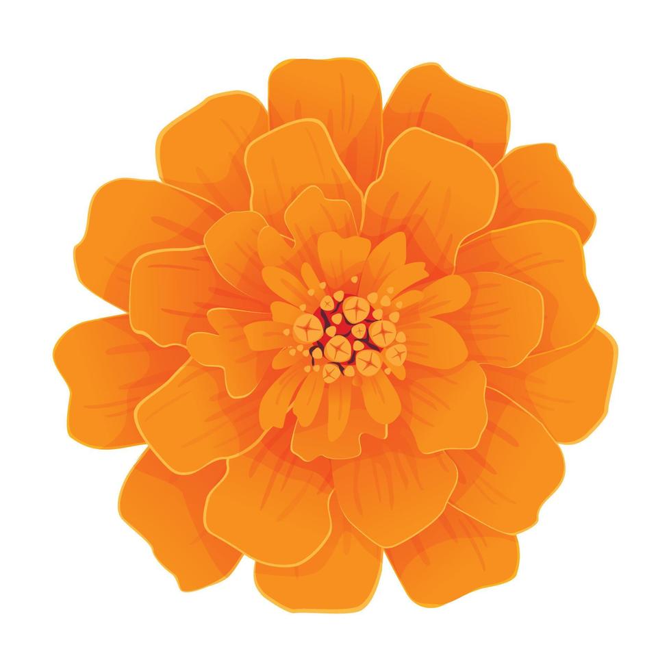 Vector orange marigold flower isolated on white background