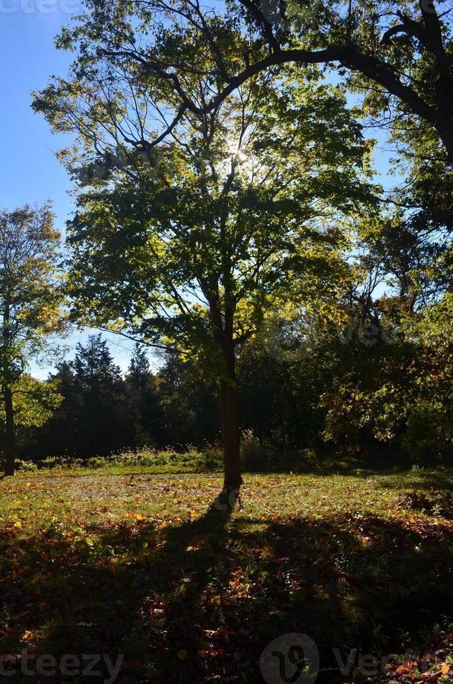 Natural fall foliage in Worlds end in Hingham MA photo