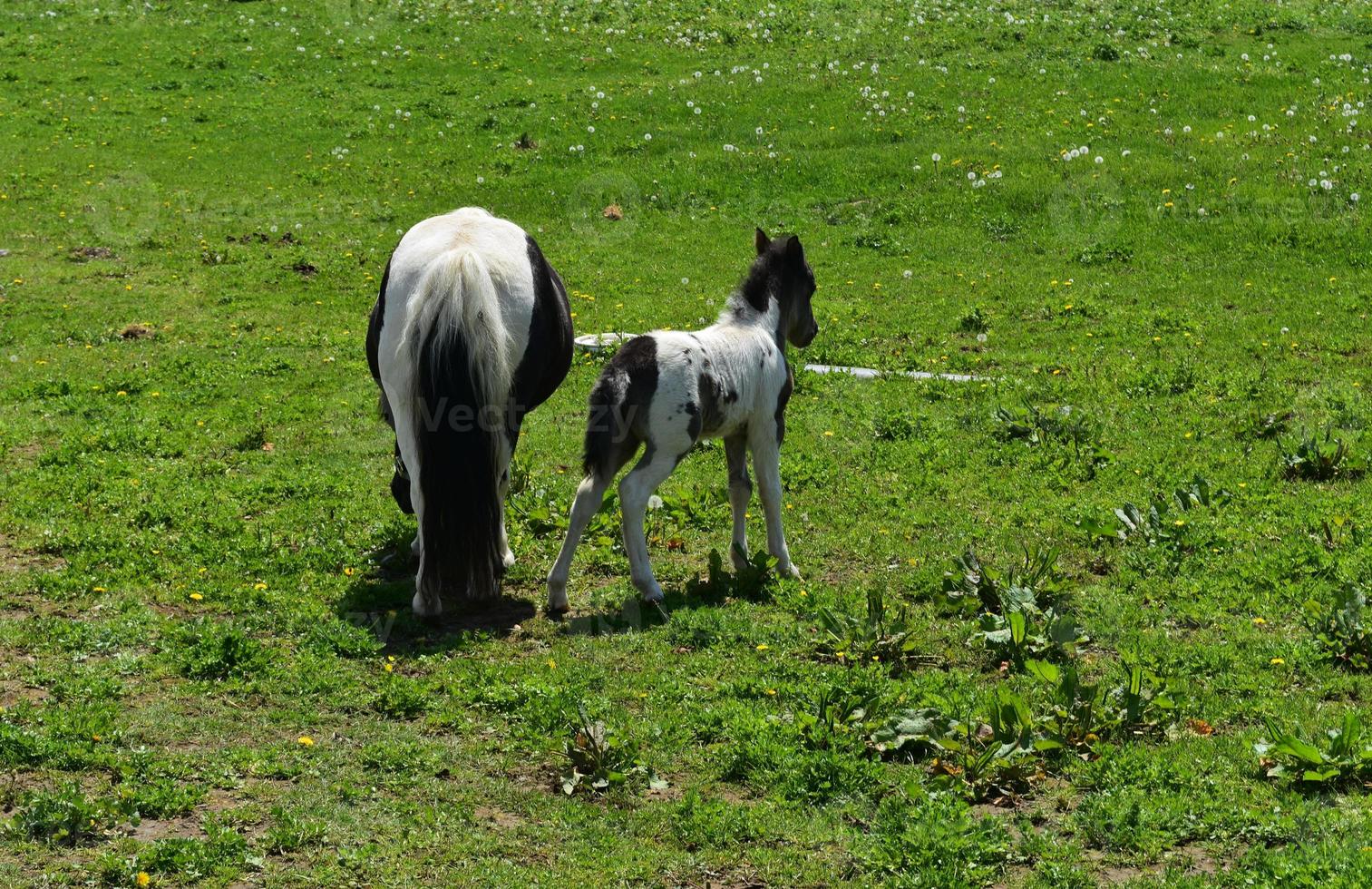 View of Paint Mini Horses Grazing in a Pasture photo
