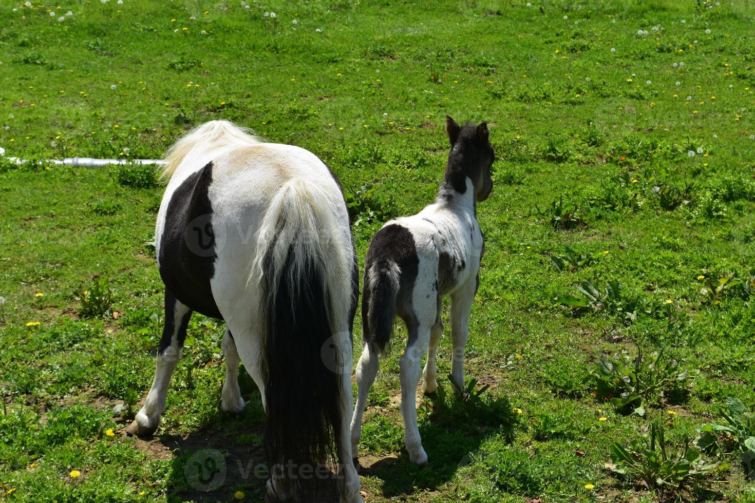 The Rearends of a Pair of Miniature Horses in a Pasture photo