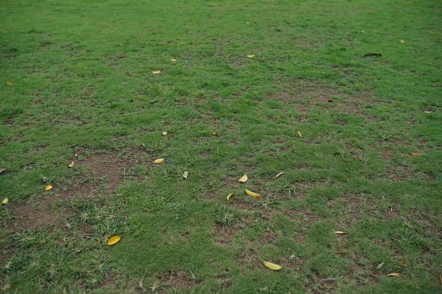 green grass background in traditional field in the afternoon photo