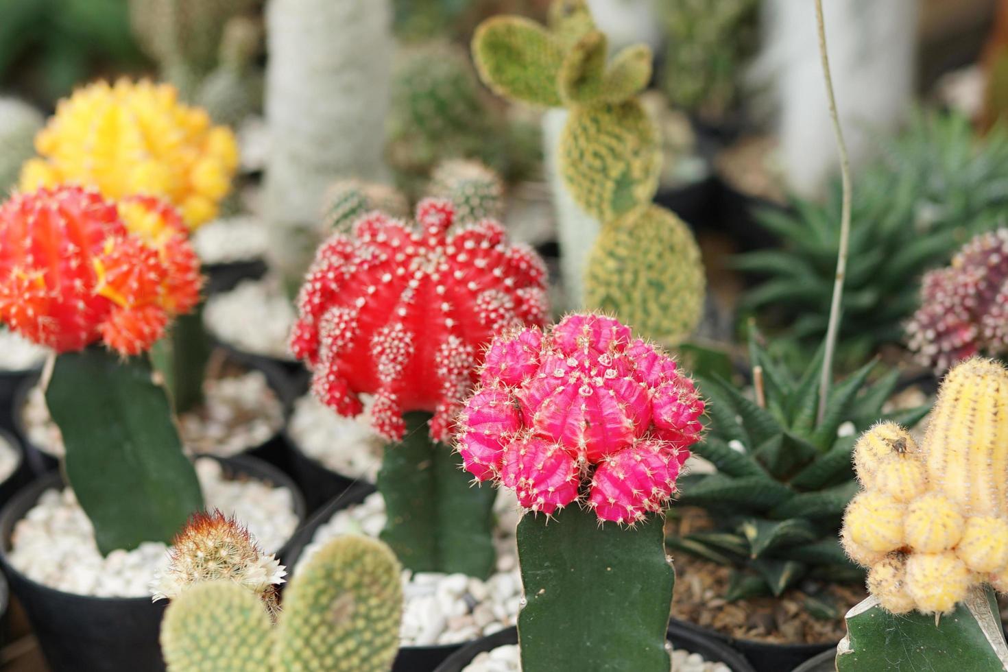 cactus flowers of various colors in pots in the garden photo