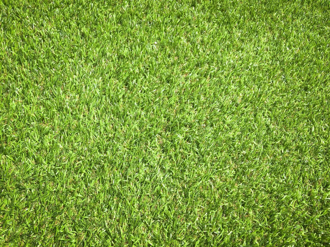 Green grass close up view in the jungle with copy space for design photo