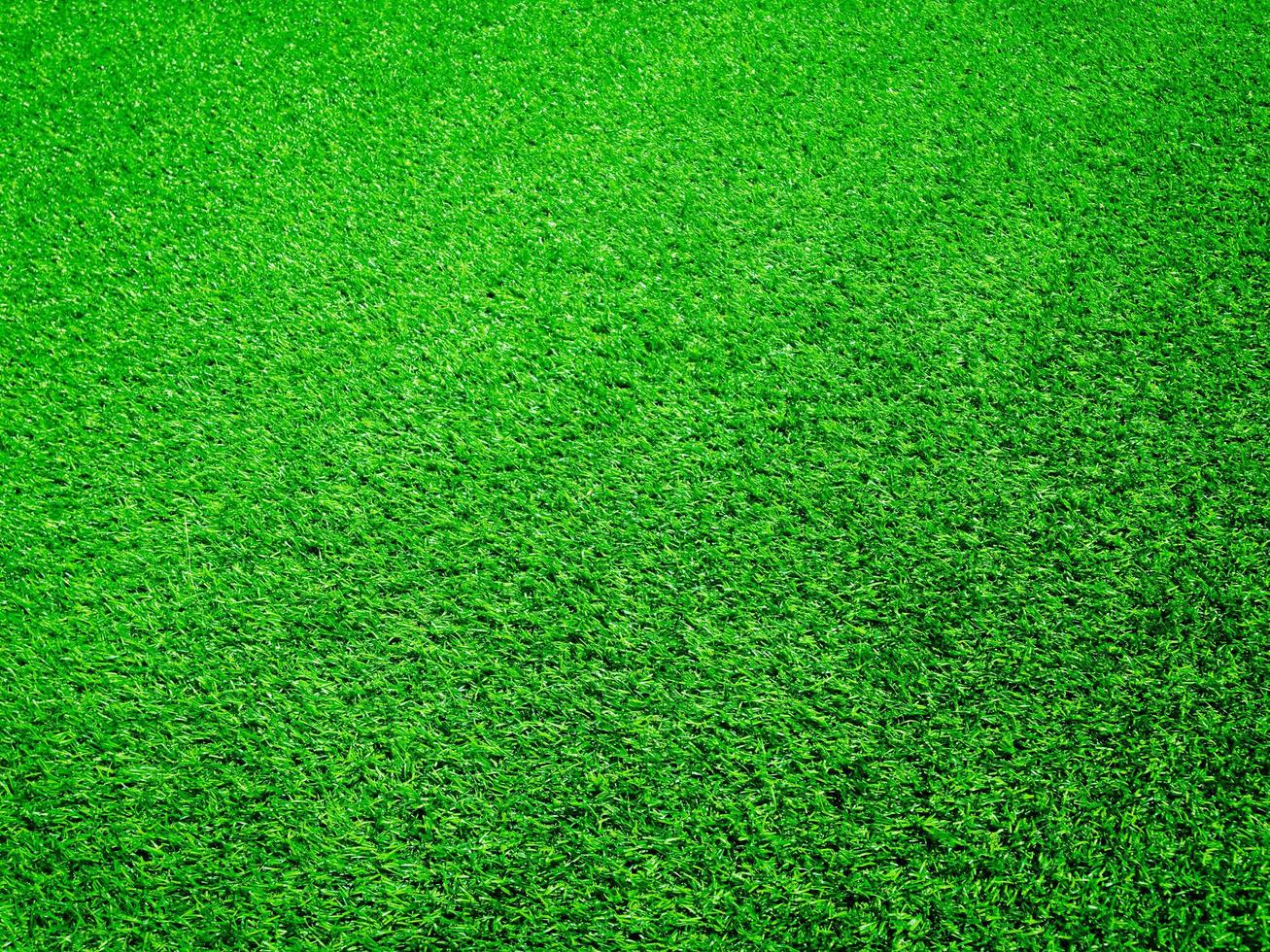 Green grass close up view in the jungle with copy space for design photo