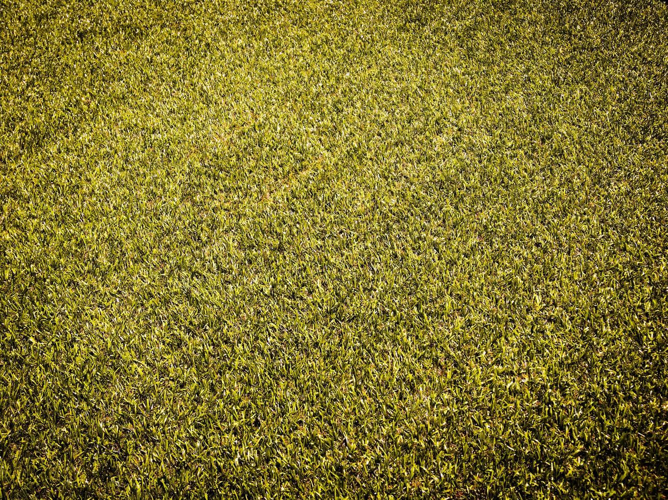 Closeup view of green grass soccer field background. Wallpaper for work and design. photo