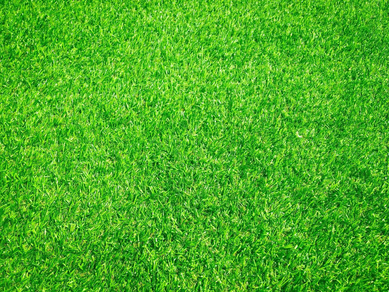 Green grass close up view in the jungle with copy space for design photo