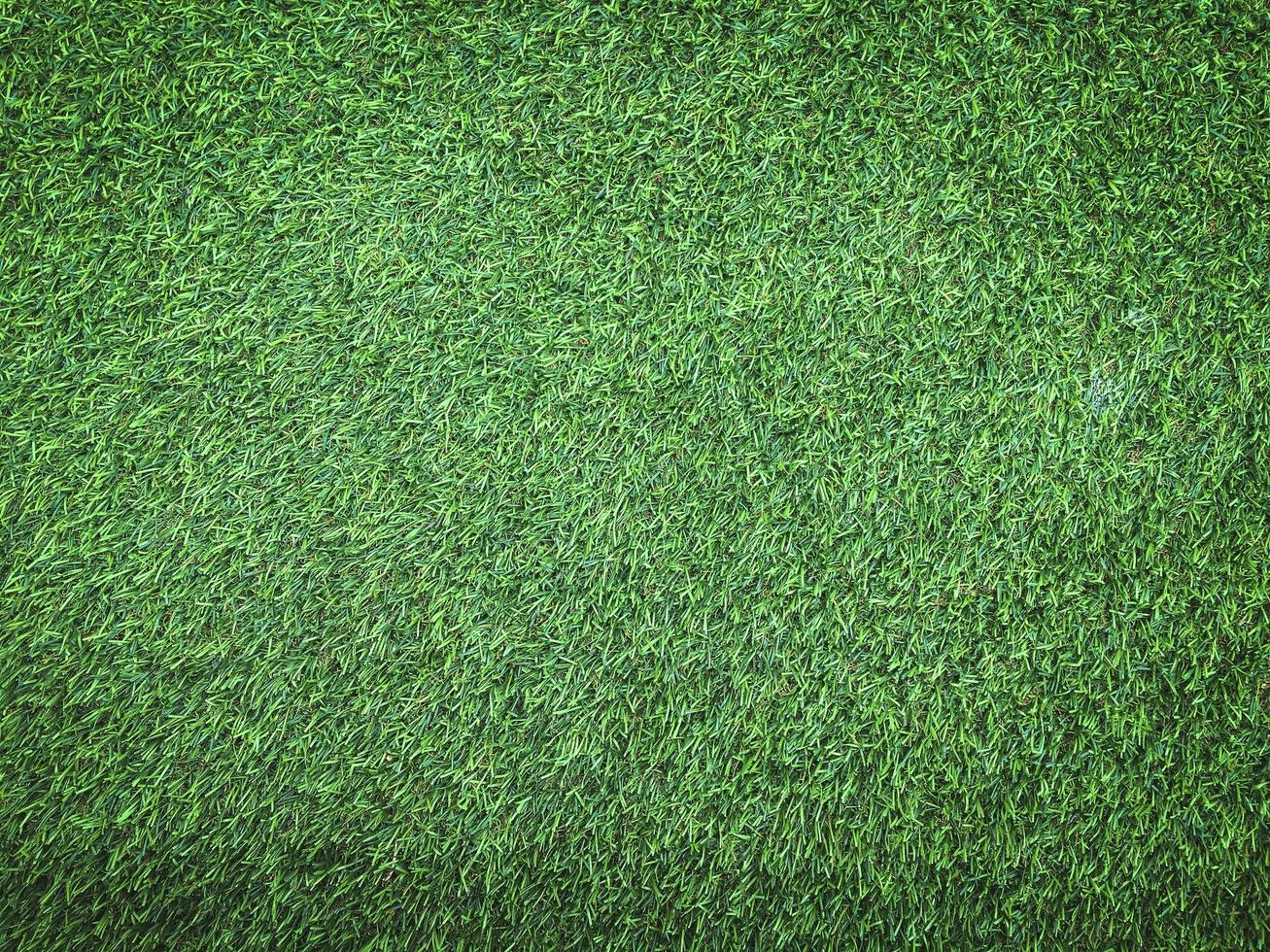 Green grass close up view in the jungle with copy space for design photo