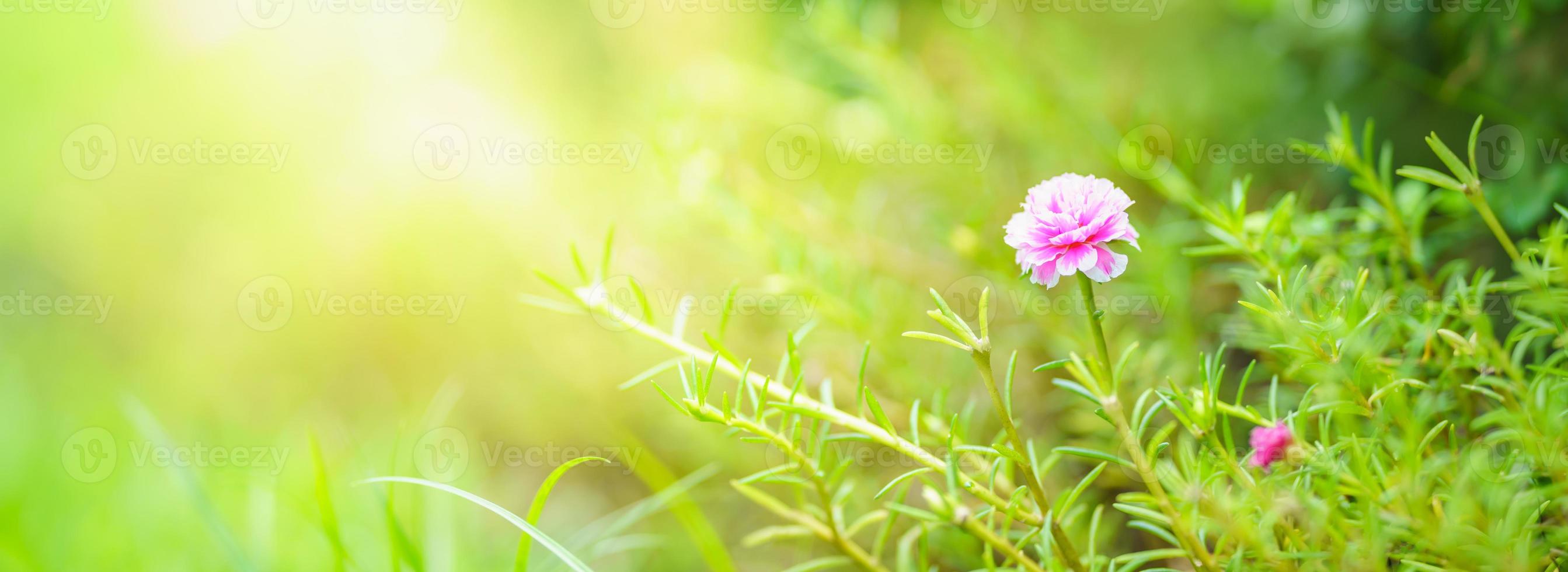 Closeup of pink purple flower under sunlight with copy space using as background natural plants landscape, ecology wallpaper cover page concept. photo