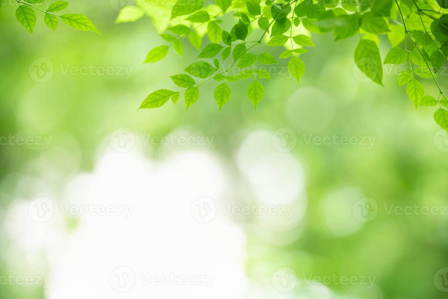 primer plano de la hermosa vista de la naturaleza hoja verde sobre fondo verde borroso en el jardín con espacio de copia utilizando como concepto de página de papel tapiz de fondo. foto