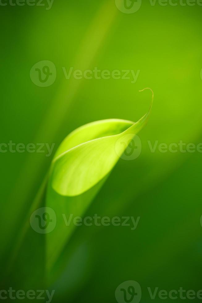 Closeup abstract nature green blurred background nature leaf on greenery background with copy space using as background wallpaper page concept. photo