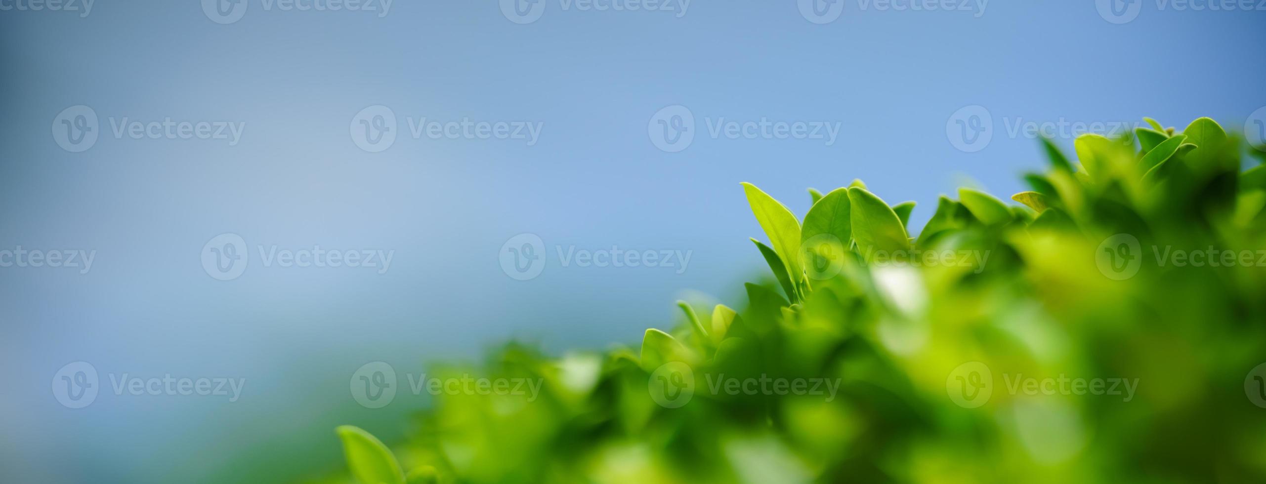 Closeup of beautiful nature view green leaf on blurred greenery with blue sky as background in garden with copy space using as background cover page concept. photo