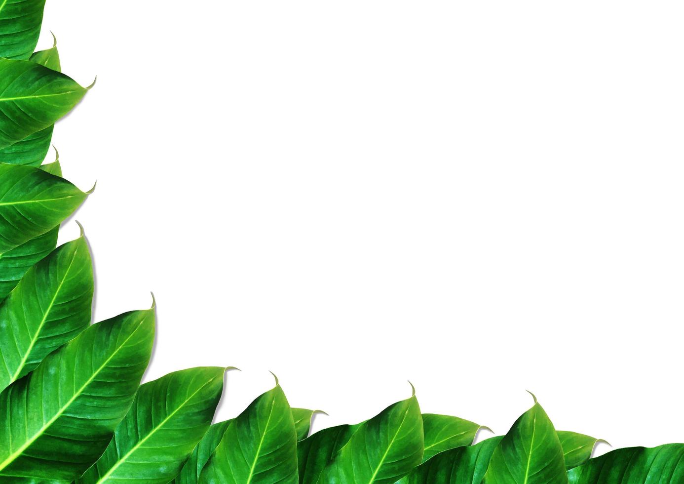 Copy space with green leaves on white background for design. Clipping path photo