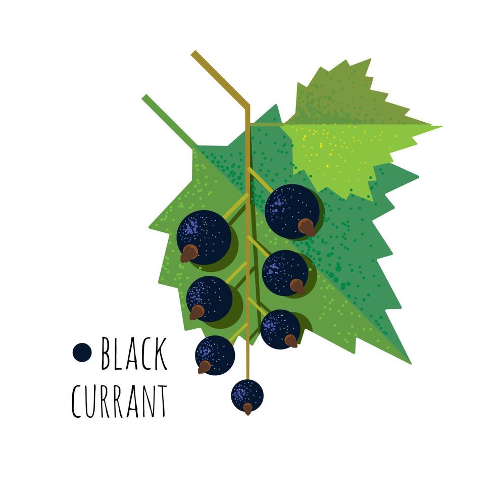 sprig with berries and leaves of black currant on a white background. vector
