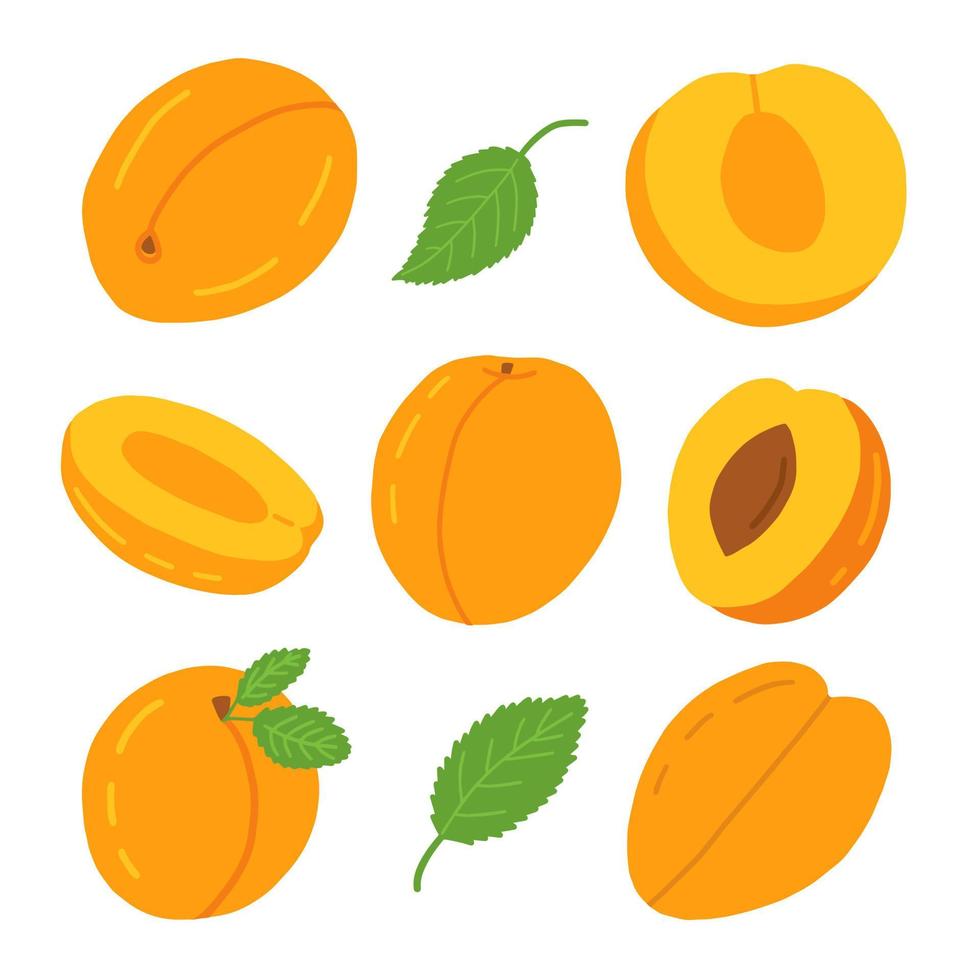 Flat vector apricots set. Different peach with leaves on white background.
