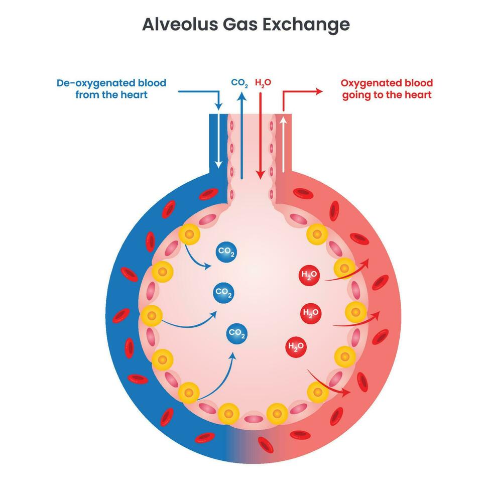 Diagrama de ilustración de vector de intercambio de gas alvéolo infográfico