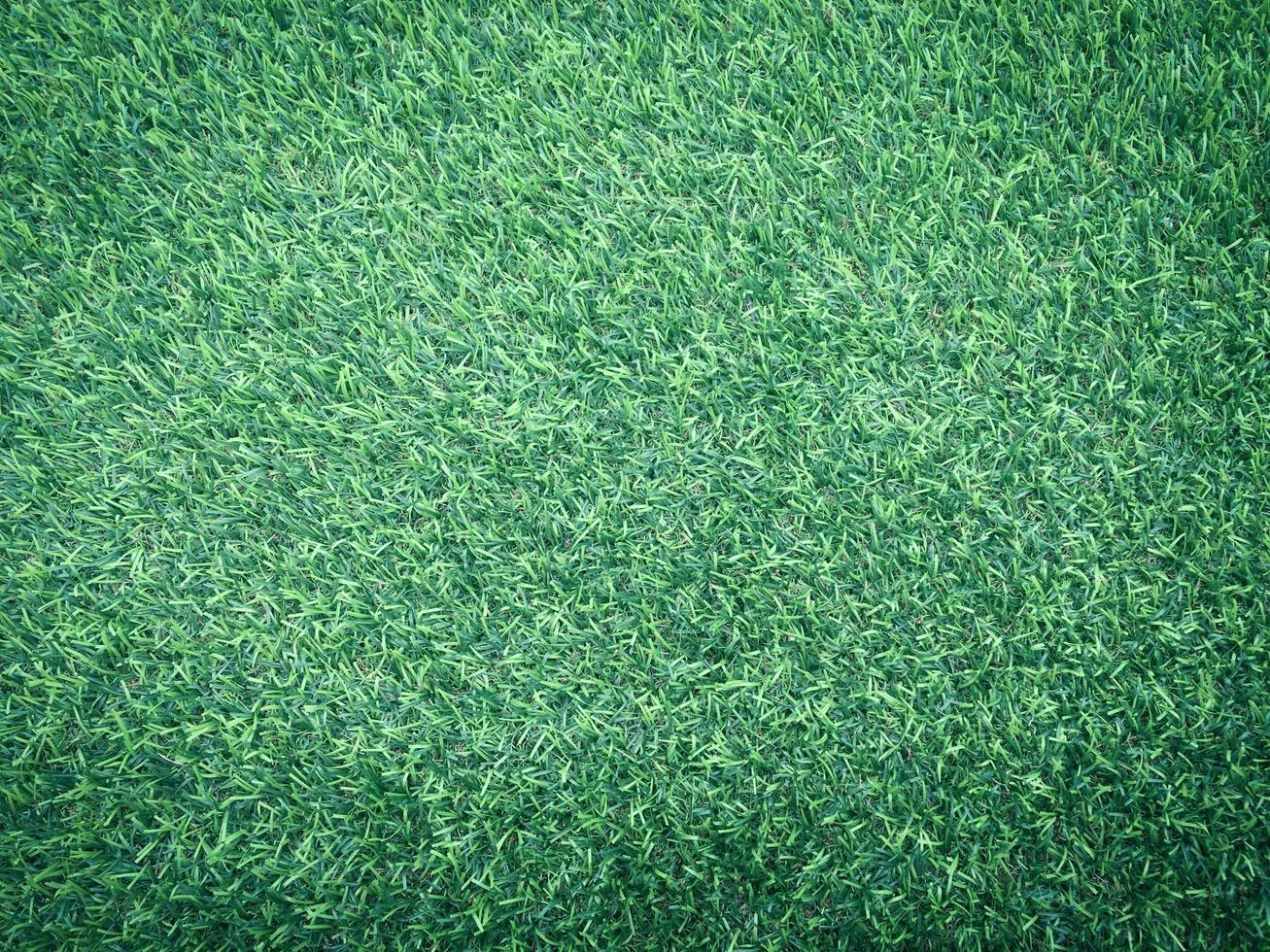 Closeup view of green grass soccer field background. Wallpaper for work and design. photo