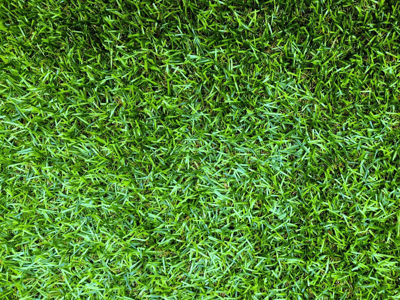 Top view of green grass texture background. Element of design. photo