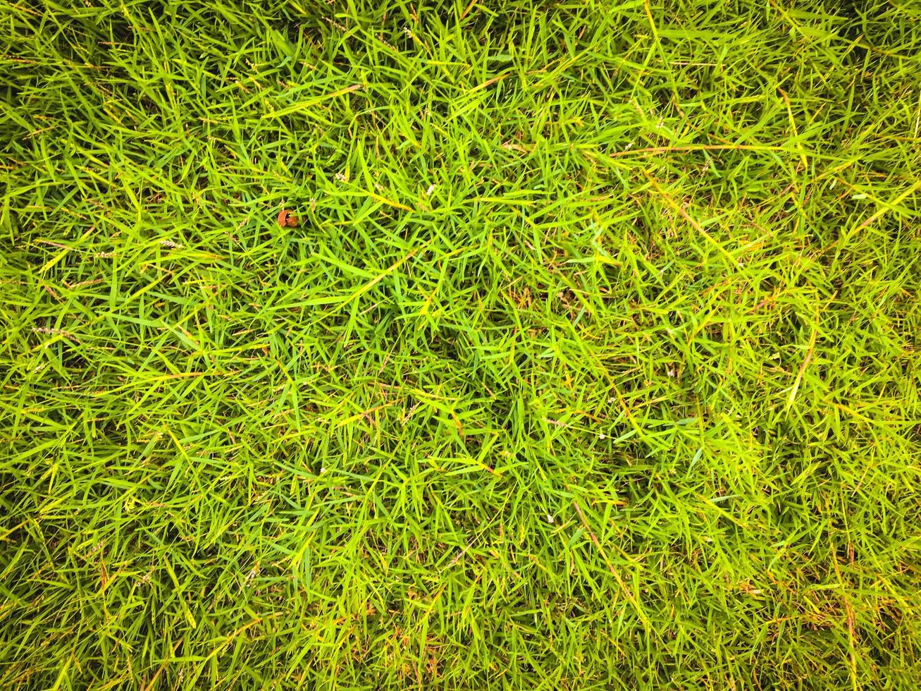 Green grass close up view in the jungle with copy space for design photo