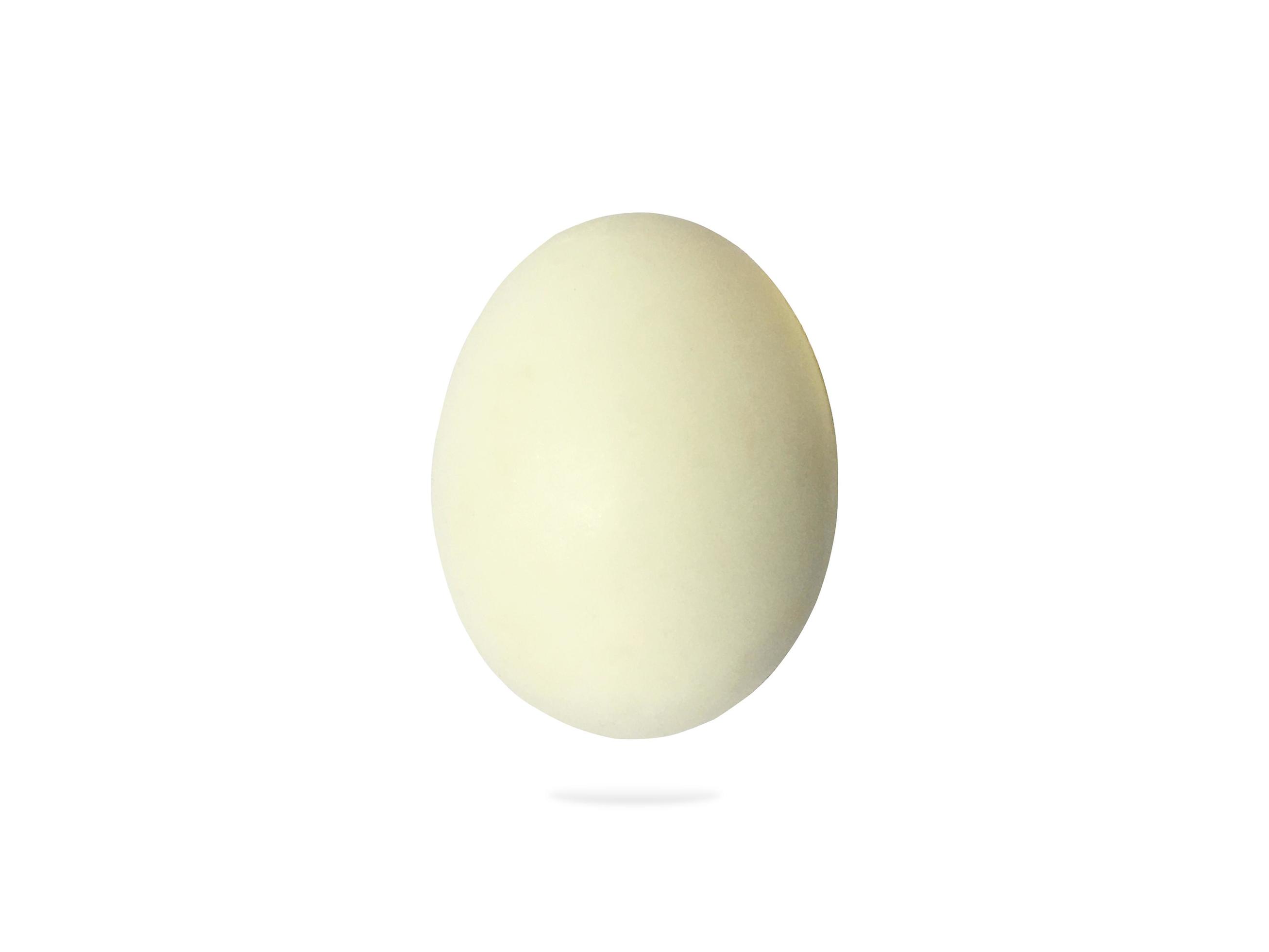 Single duck egg on white background with clipping path. front view