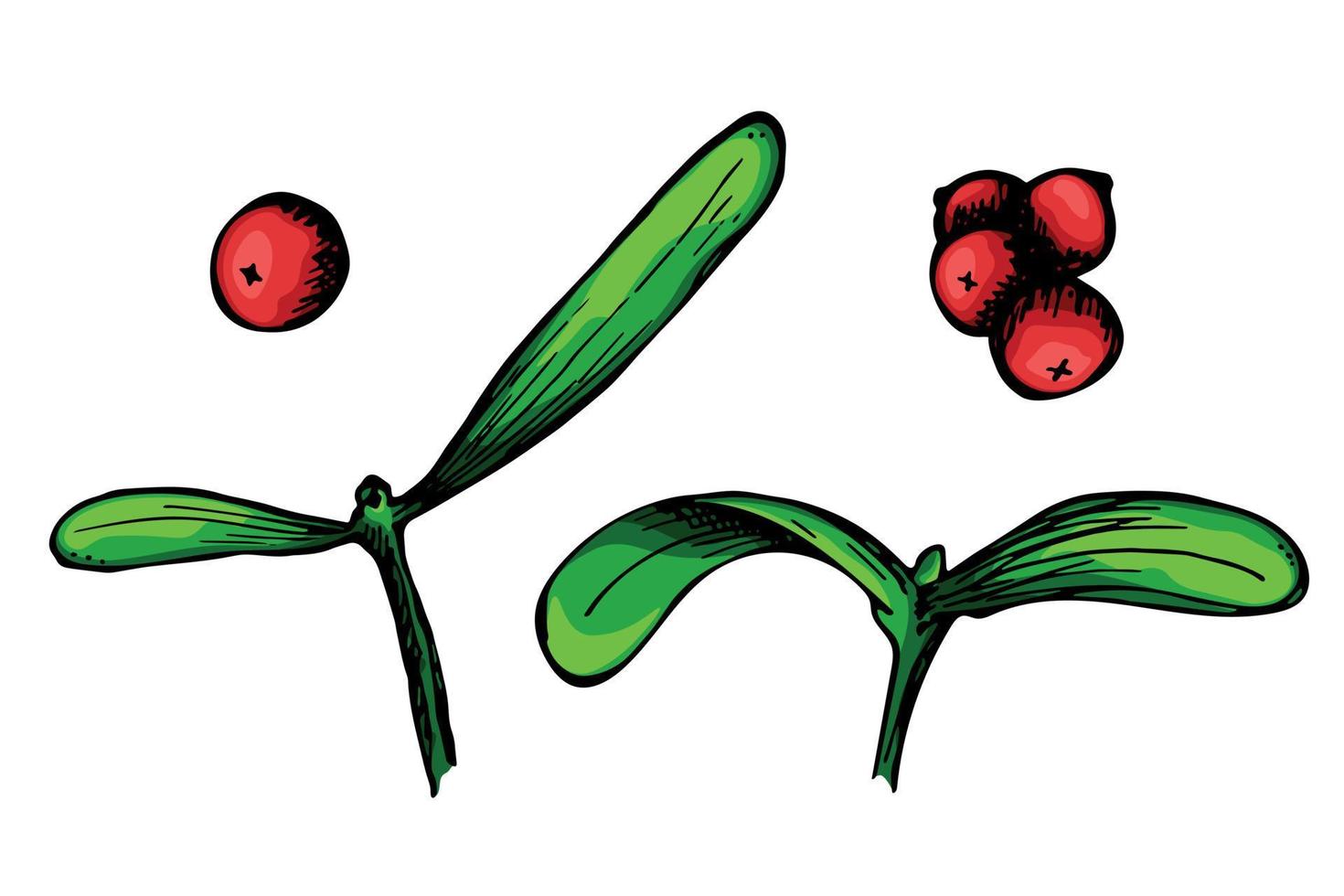 Hand drawn Christmas and New Year clipart. Mistletoe twigs with berries. Holiday illustration vector