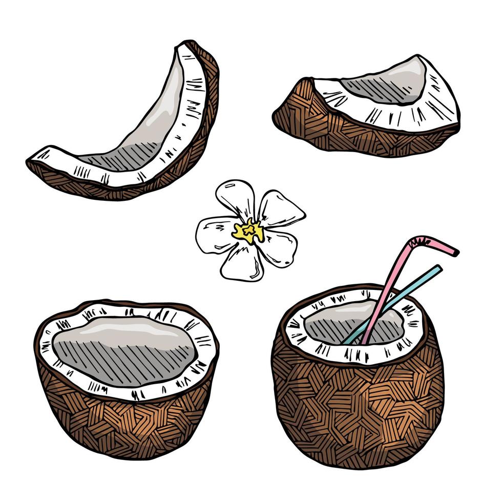 conjunto de imágenes prediseñadas de coco. icono de tuerca dibujado a mano. ilustración tropical. para impresión, web, diseño, decoración vector